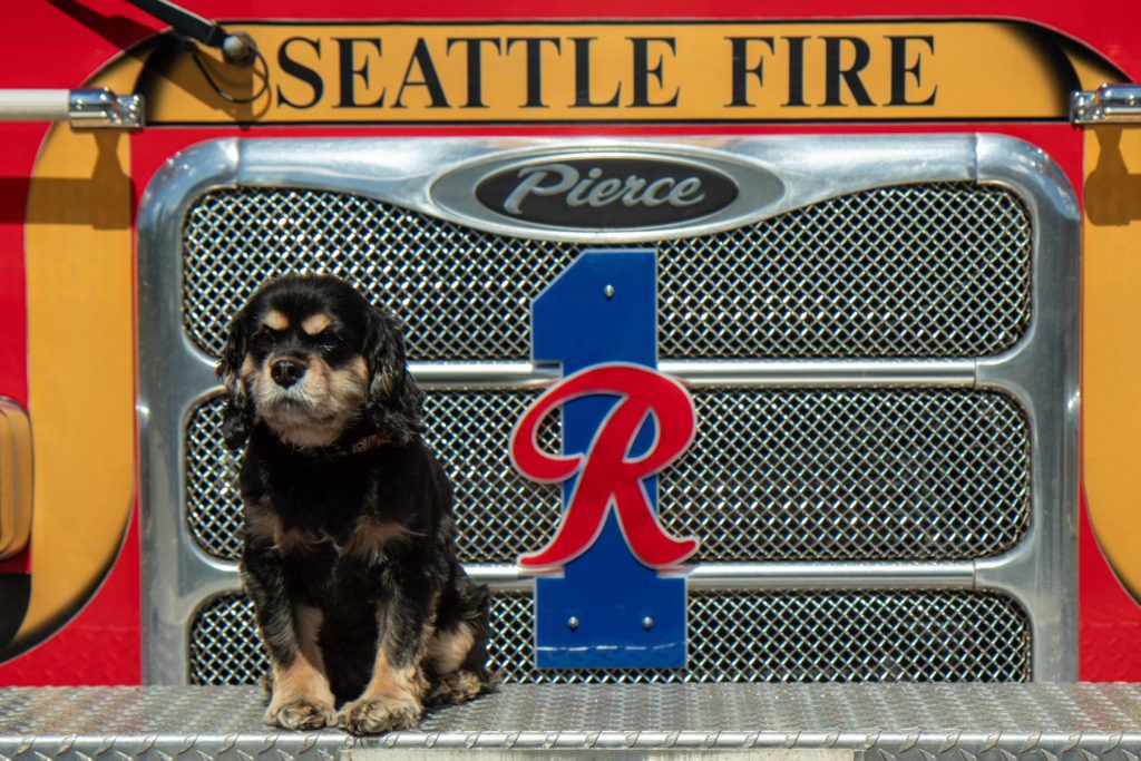 Photo of Bailey, the cavalier pup seated on Rescue One's apparatus.