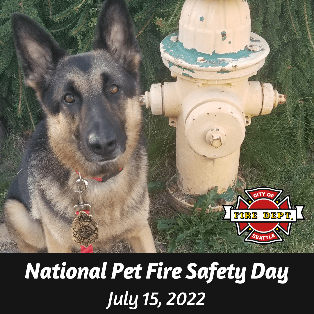 National Pet Fire Safety Day July 15 2022 LaptrinhX News